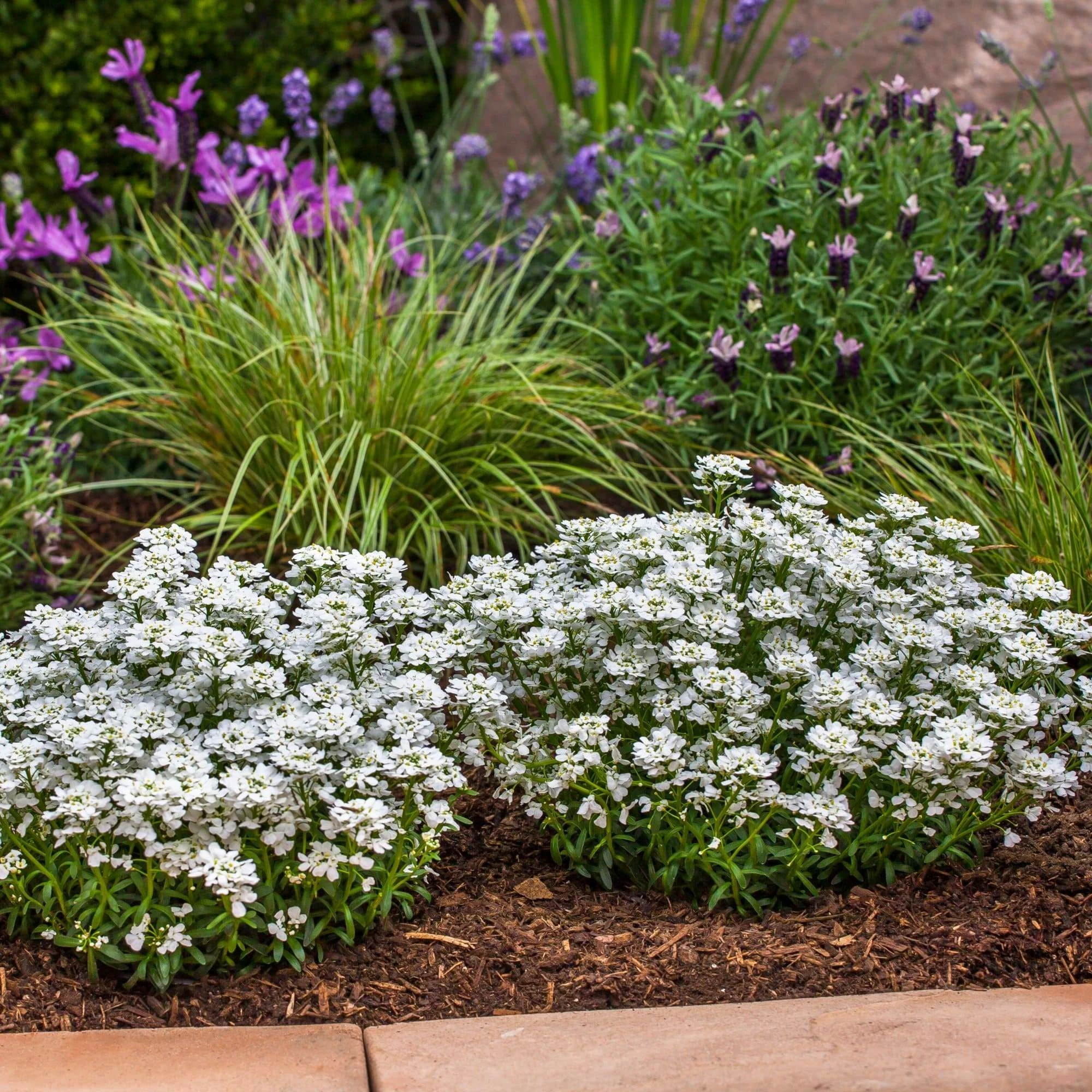 Roots Plants Iberis 'Snowsurfer Forte' | 10.5cm Pot Perennials 3 Roots Plants Iberis 'Snowsurfer Forte' | 10.5cm Pot Perennials
