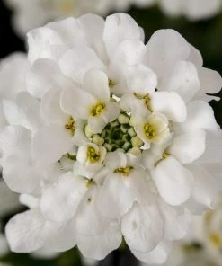 Roots Plants Iberis 'Snowsurfer Forte' | 10.5cm Pot Perennials 6 Roots Plants Iberis 'Snowsurfer Forte' | 10.5cm Pot Perennials