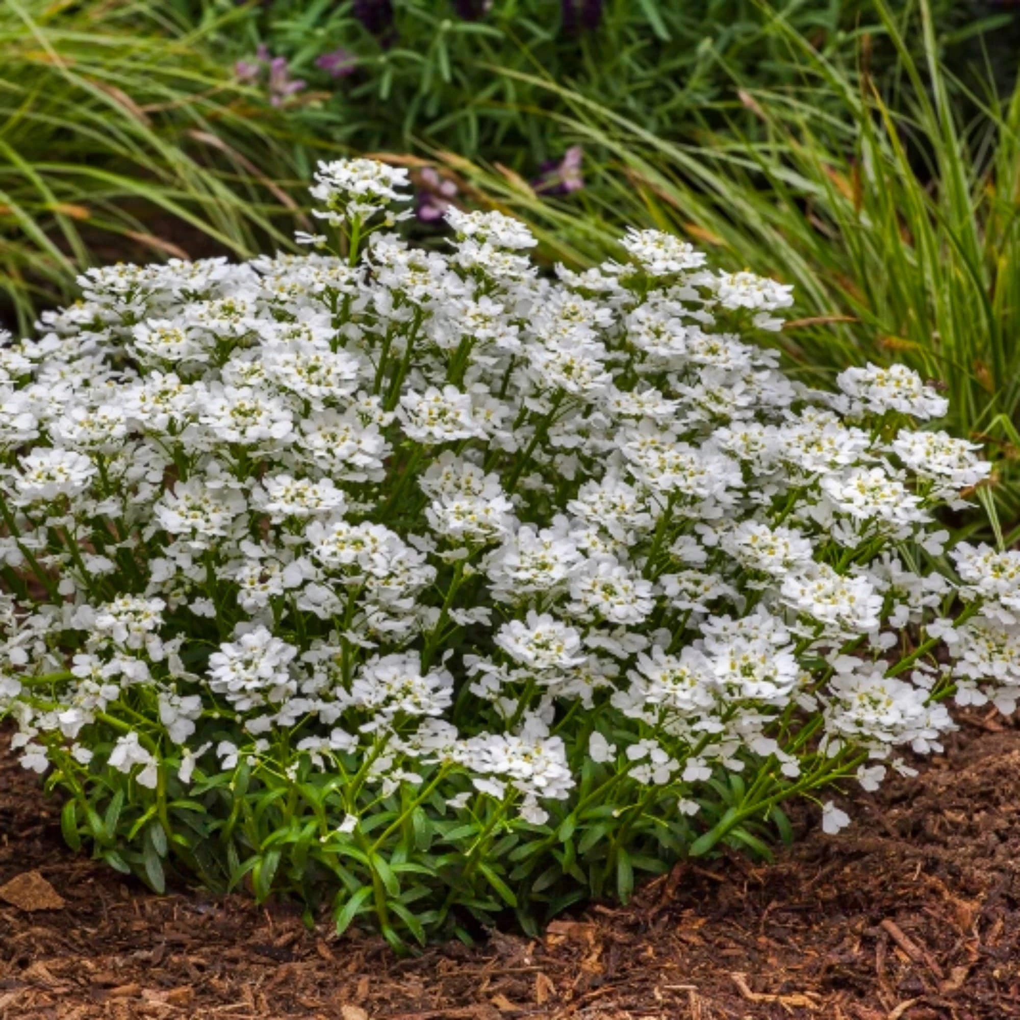 Roots Plants Iberis 'Snowsurfer Forte' | 10.5cm Pot Perennials 5 Roots Plants Iberis 'Snowsurfer Forte' | 10.5cm Pot Perennials