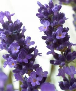 Roots Plants Perennials 15 Lavender Collection | Plug Plants