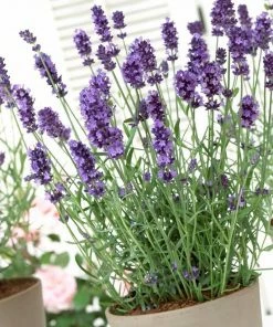 Roots Plants Perennials Lavender 'Hidcote Improved' 7 Roots Plants Perennials Lavender 'Hidcote Improved'