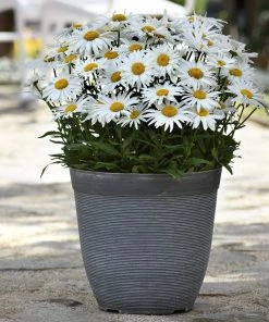 Roots Plants Leucanthemum 'Madonna' | Shasta Daisy