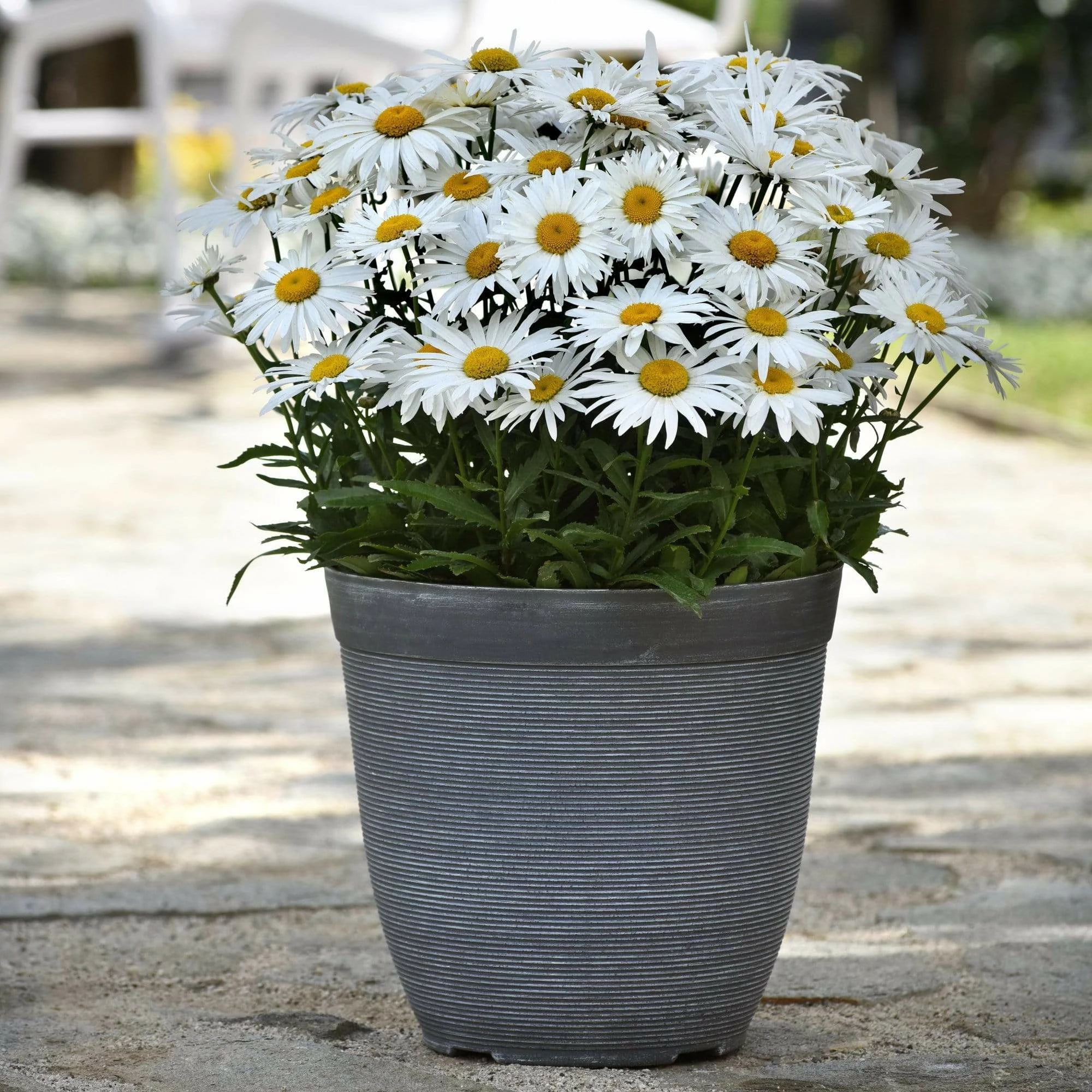 Roots Plants Leucanthemum 'Madonna' | Shasta Daisy 3 Roots Plants Leucanthemum 'Madonna' | Shasta Daisy