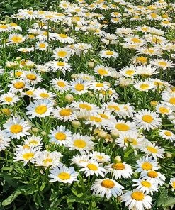 Roots Plants Best Perennial Plants Collections | Growers Choice Perennials