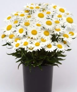 Roots Plants Leucanthemum 'Madonna' | Shasta Daisy 7 Roots Plants Leucanthemum 'Madonna' | Shasta Daisy