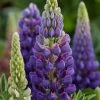 Roots Plants Lupin Legendary 'Shades Of Blue' Perennials 2 Roots Plants Lupin Legendary 'Shades Of Blue' Perennials