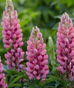 Roots Plants Lupin Legendary 'Shades Of Pink' | 1L Pot