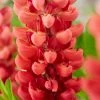 Roots Plants Lupin Legendary 'Shades Of Red'