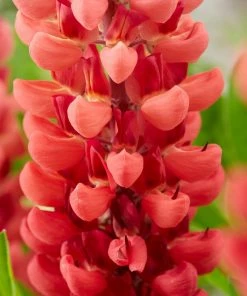 Roots Plants Perennials Red Yellow & Orange Perennial Plants Collection | Summer Flame Collection 14 Roots Plants Perennials Red Yellow & Orange Perennial Plants Collection | Summer Flame Collection