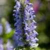 Roots Plants Perennials Catmint 'Blue Moon' | Nepeta | 10.5cm Pot