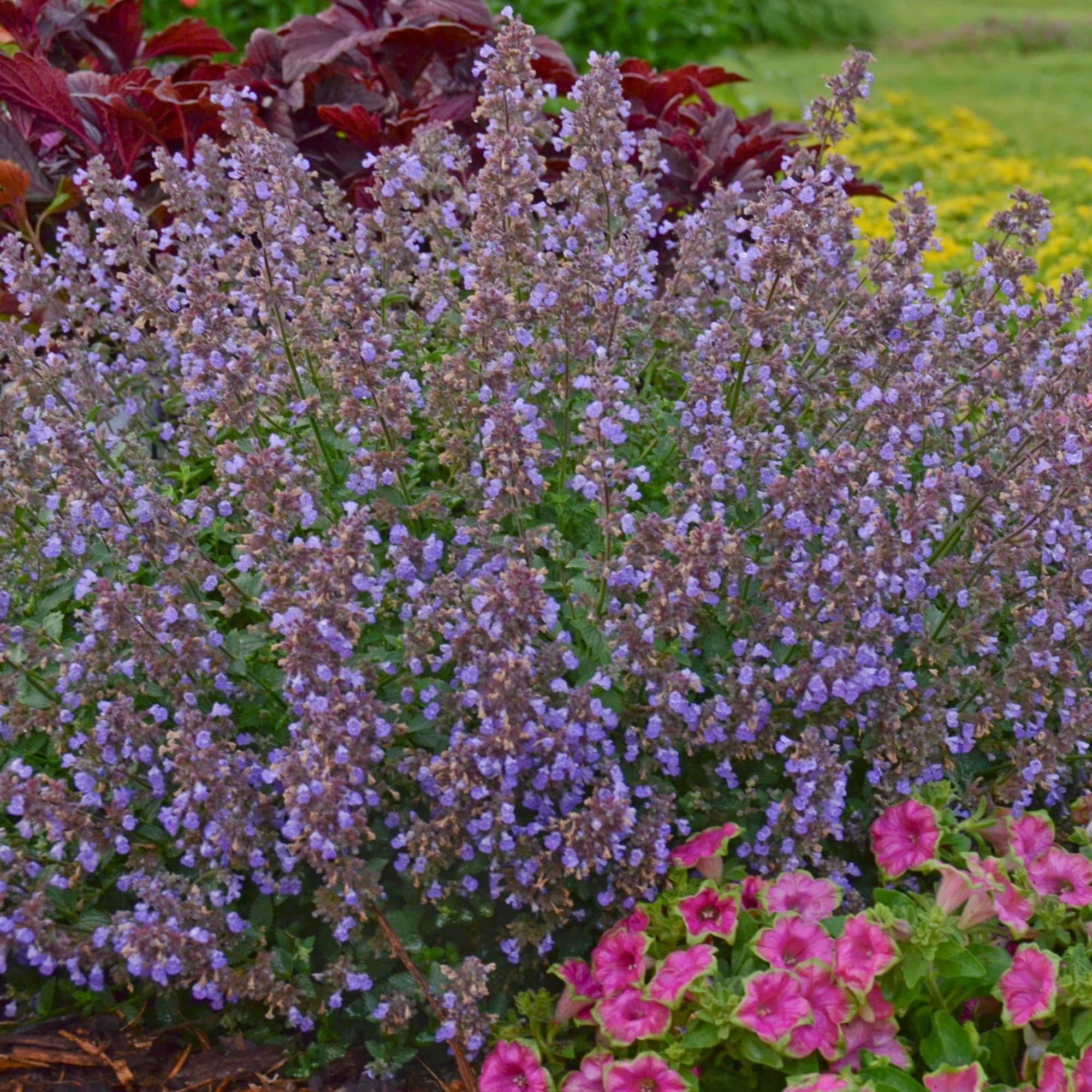Roots Plants Perennials Catmint 'Purrsian Blue' | Nepeta 3 Roots Plants Perennials Catmint 'Purrsian Blue' | Nepeta