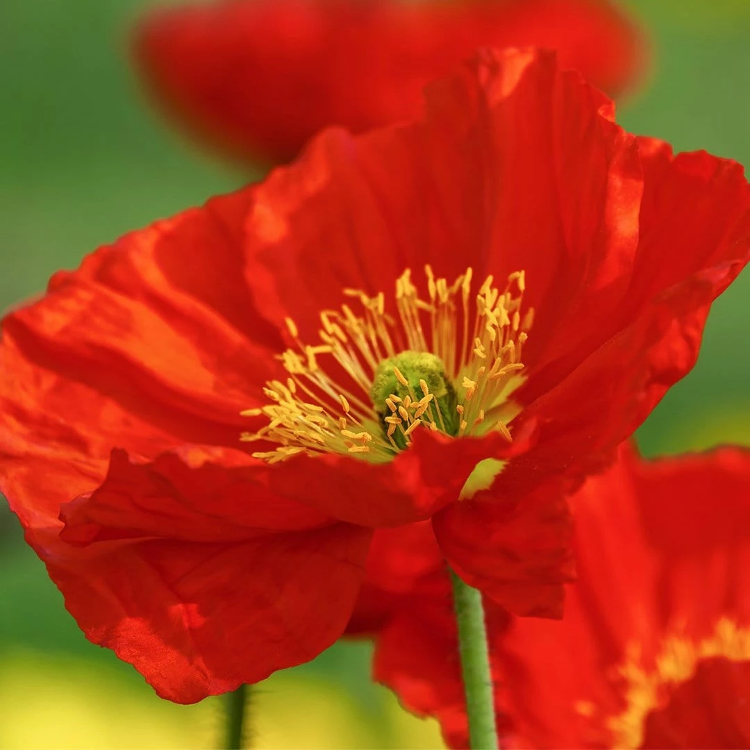 Roots Plants Perennials Red Yellow & Orange Perennial Plants Collection | Summer Flame Collection 9 Roots Plants Perennials Red Yellow & Orange Perennial Plants Collection | Summer Flame Collection