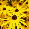 Roots Plants Rudbeckia 'Goldsturm' Perennials 2 Roots Plants Rudbeckia 'Goldsturm' Perennials