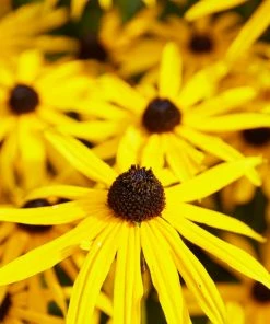 Roots Plants Rudbeckia 'Goldsturm' Perennials