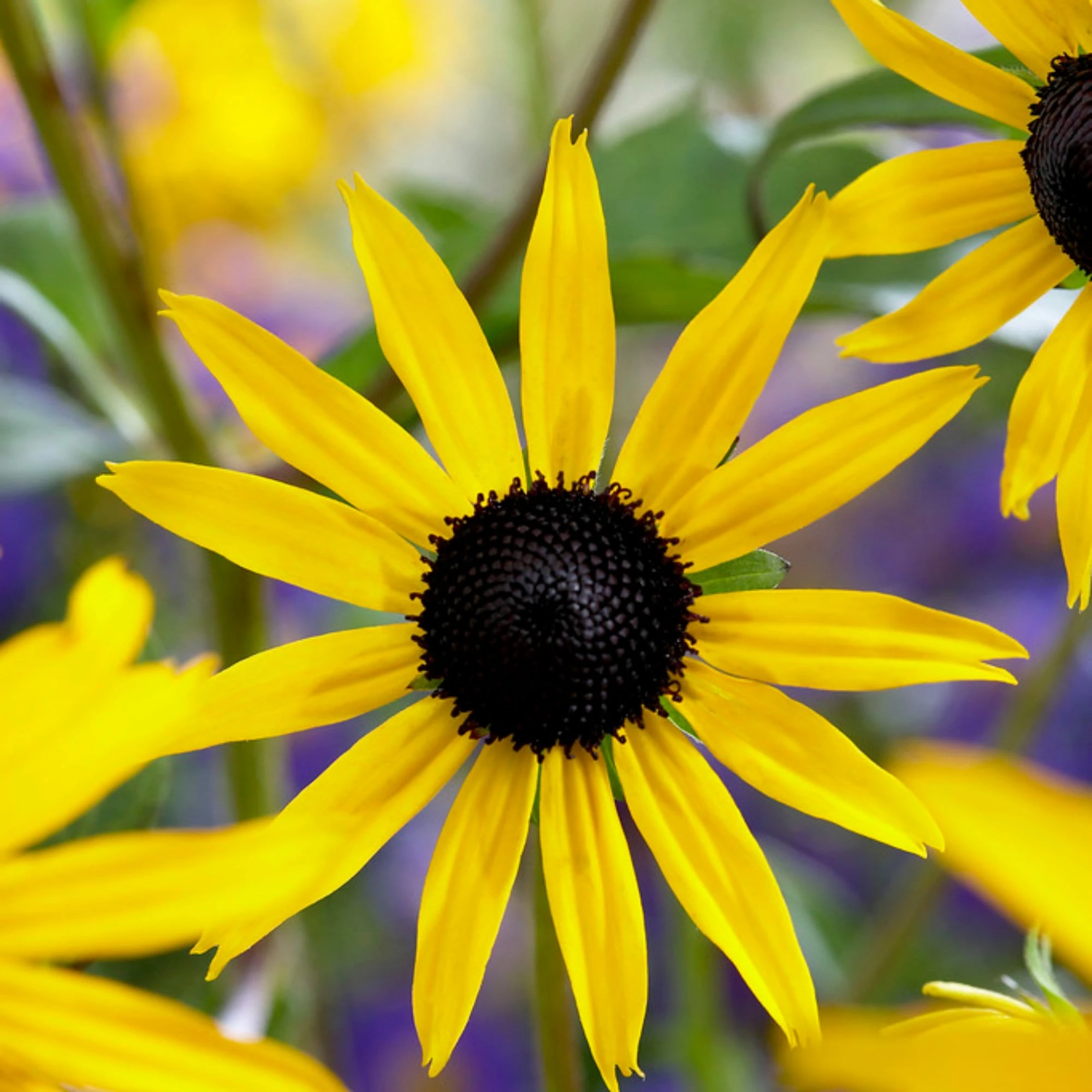 Roots Plants Rudbeckia 'Goldsturm' Perennials 4 Roots Plants Rudbeckia 'Goldsturm' Perennials