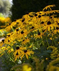 Roots Plants Rudbeckia 'Goldsturm' Perennials 7 Roots Plants Rudbeckia 'Goldsturm' Perennials