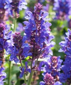 Roots Plants Perennials Salvia 'Blue Marvel'