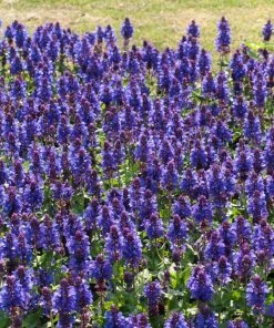 Roots Plants Perennials Salvia 'Blue Marvel' 7 Roots Plants Perennials Salvia 'Blue Marvel'