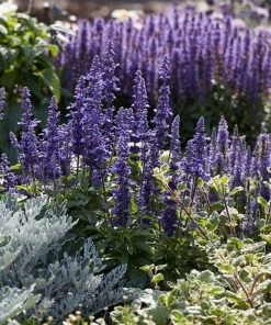 Roots Plants Perennials Salvia 'Fashionista Midnight Model' | 10.5cm Pot