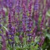 Roots Plants Salvia 'Salvatore Blue' | 10.5cm Pot Perennials