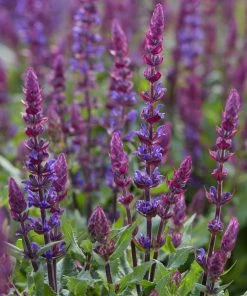 Roots Plants Salvia 'Salvatore Blue' | 10.5cm Pot Perennials