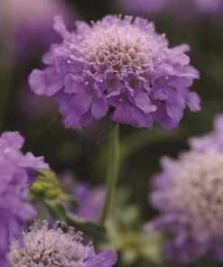 Roots Plants Scabious 'Blue Note' | 10.5cm Pot