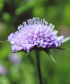 Roots Plants Scabious 'Blue Note' | 10.5cm Pot