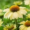 Roots Plants Echinacea 'Sombrero Lemon Yellow' Perennials 1 Roots Plants Echinacea 'Sombrero Lemon Yellow' Perennials