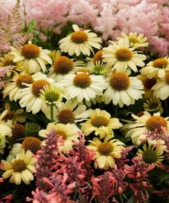 Roots Plants Echinacea 'Sombrero Lemon Yellow' Perennials