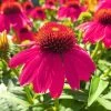 Roots Plants Echinacea 'Sombrero Rose' Perennials 1 Roots Plants Echinacea 'Sombrero Rose' Perennials