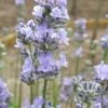 Roots Plants Lavender 'Munstead' Perennials