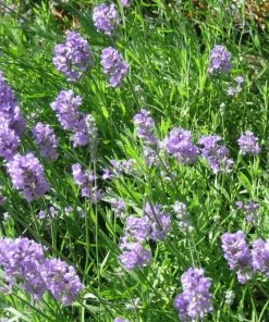 Roots Plants Perennials 15 Lavender Collection | Plug Plants