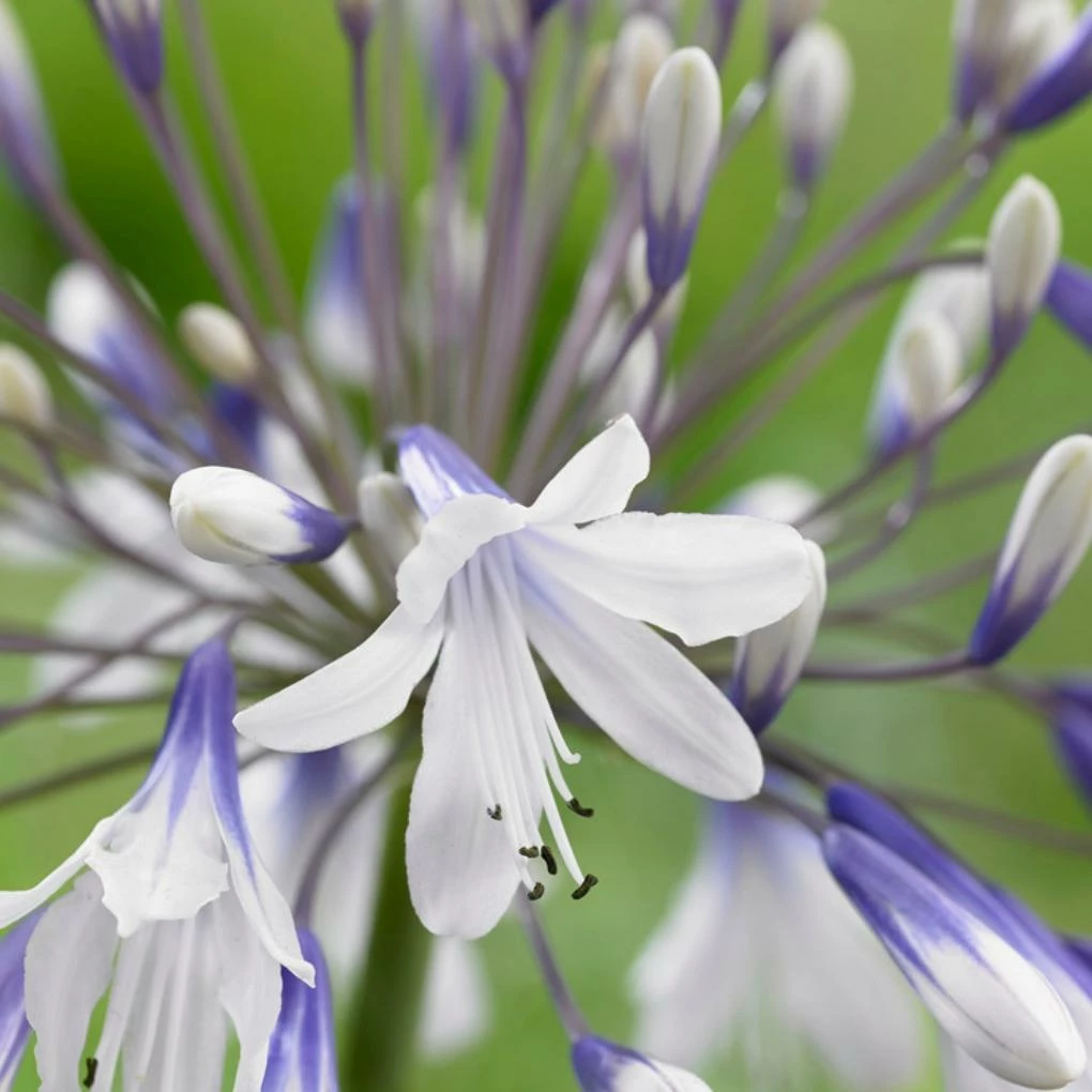 Roots Plants Agapanthus 'Fireworks' 3L Pot Perennials 4 Roots Plants Agapanthus 'Fireworks' 3L Pot Perennials