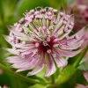 Roots Plants Perennials Astrantia 'Sparkling Stars Pink' 3L Pot 1 Roots Plants Perennials Astrantia 'Sparkling Stars Pink' 3L Pot