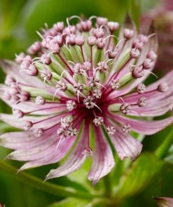 Roots Plants Perennials Astrantia 'Sparkling Stars Pink' 3L Pot