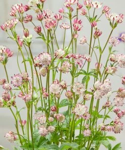 Roots Plants Perennials Astrantia 'Sparkling Stars Pink' 3L Pot