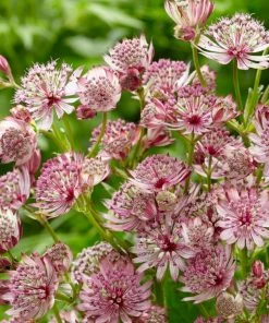 Roots Plants Perennials Astrantia 'Sparkling Stars Pink' 3L Pot