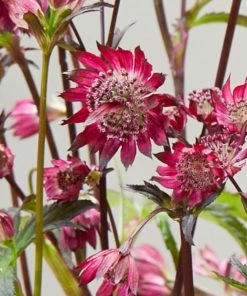 Roots Plants Astrantia 'Sparkling Stars Red' Perennials