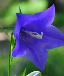 Roots Plants Campanula 'Hirsch Blue' 3L Pot