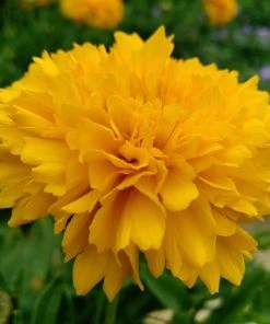 Roots Plants Perennials Coreopsis 'Golden Sphere' 3L Pot