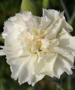Roots Plants Perennials Dianthus 'Scented Memories'