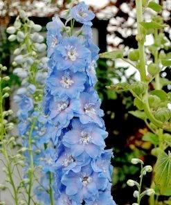 Roots Plants Delphinium 'Light Blue White Bee' Perennials 7 Roots Plants Delphinium 'Light Blue White Bee' Perennials