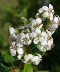 Roots Plants Escallonia 'Iveyi'