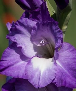 Roots Plants Gladioli'Nori' 2L Pot