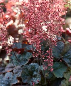 Roots Plants Perennials Heuchera'Cassis' 3L Pot
