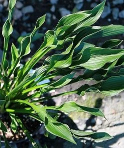 Roots Plants Perennials Hosta 'Praying Hands' 3L Pot