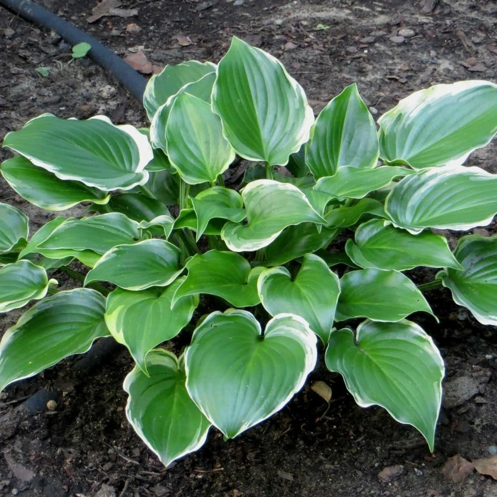 Roots Plants Perennials Hosta 'Sugar & Spice' 3L Pot 4 Roots Plants Perennials Hosta 'Sugar & Spice' 3L Pot