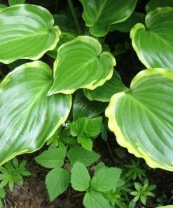 Roots Plants Perennials Hosta 'Sugar & Spice' 3L Pot 7 Roots Plants Perennials Hosta 'Sugar & Spice' 3L Pot