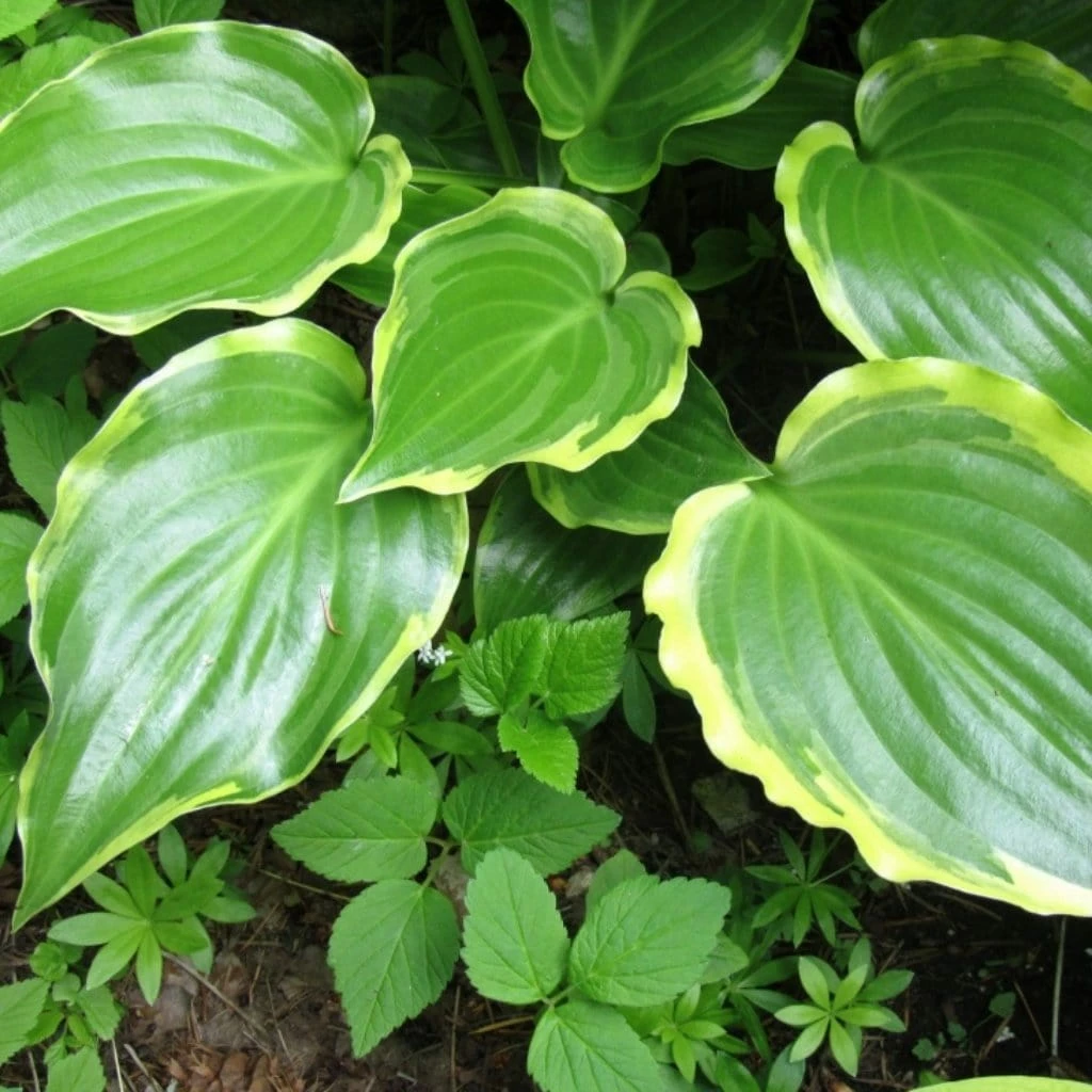 Roots Plants Perennials Hosta 'Sugar & Spice' 3L Pot 5 Roots Plants Perennials Hosta 'Sugar & Spice' 3L Pot