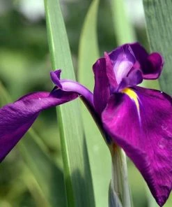 Roots Plants Iris'Ensata Variegata' 3L Pot Perennials